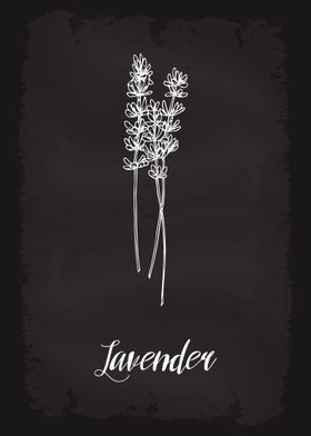 Kitchen Herbs Lavender