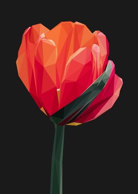 Red Orange Tulip Flower