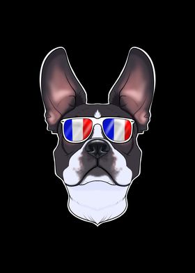 Boston Terrier France