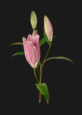 Pink Lilly Flower Lowpoly
