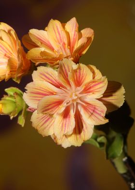 Lewisia flowering close up