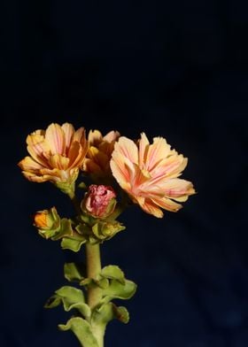 Flower blossoming close up