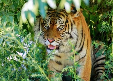 Portrait of a tiger