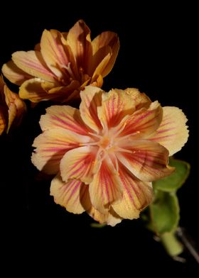 Flower blossoming close up