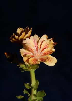 Lewisia flowering close up