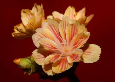 Blossom close up flowering