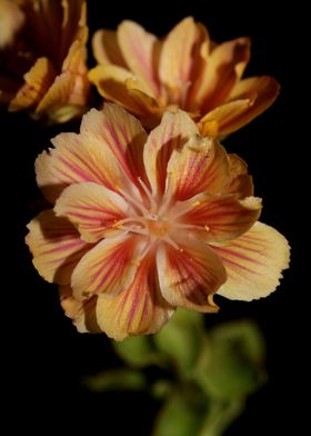 Flower blossoming close up