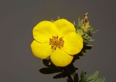 Yellow flower background