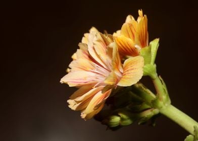 Blossom close up flowering