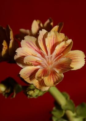 Blossom close up flowering