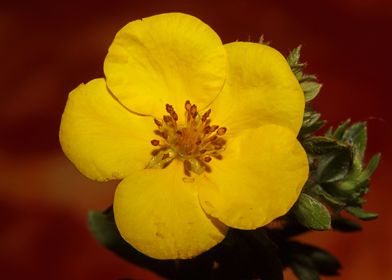 Yellow flower background