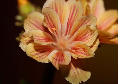 Blossom close up flowering