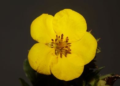 Yellow flower blossoming