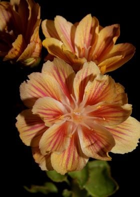 Flower blossoming close up