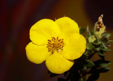 Yellow flower blossoming