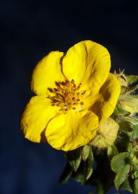 Yellow dasiphora flowering