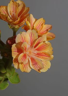 Blossom close up flowering