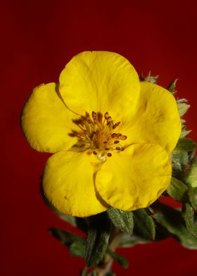 Yellow dasiphora blossoms