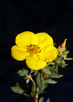 Yellow dasiphora flowering