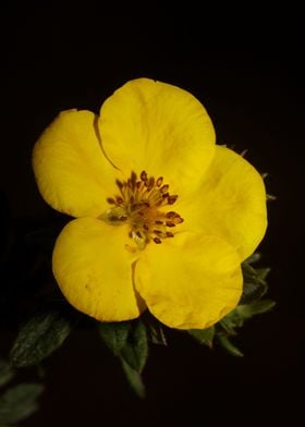 Yellow dasiphora blossoms