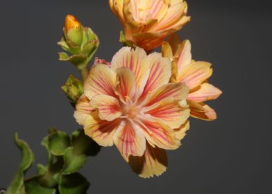 Blossom close up flowering