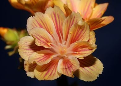 Blossom close up flowering