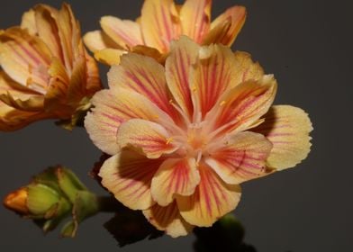 Lewisia flowering close up