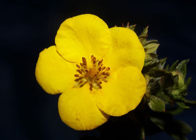 Yellow flower background