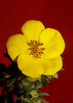 Yellow dasiphora blossoms