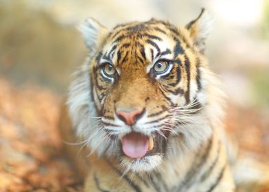 Portrait of a tiger