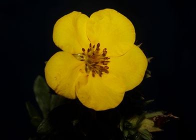 Yellow flower blossoming