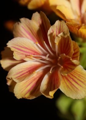 Blossom close up flowering