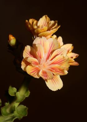 Blossom close up flowering