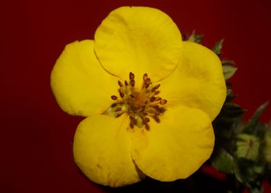 Yellow flower background