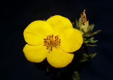 Yellow dasiphora blossoms