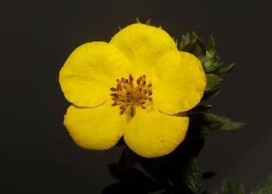 Yellow dasiphora blossoms