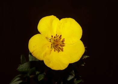 Yellow dasiphora flowering