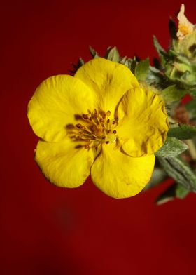 Yellow flower background