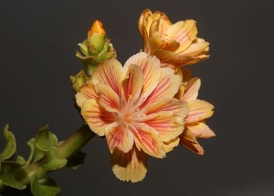 Blossom close up flowering