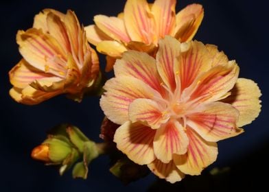 Flower blossoming close up