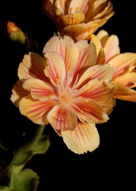 Lewisia flowering close up