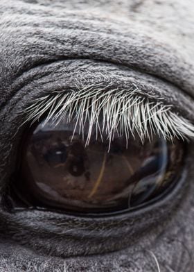 The eye of a Horse