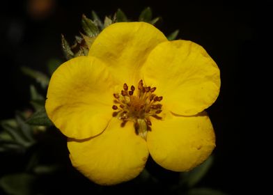 Yellow dasiphora blossoms