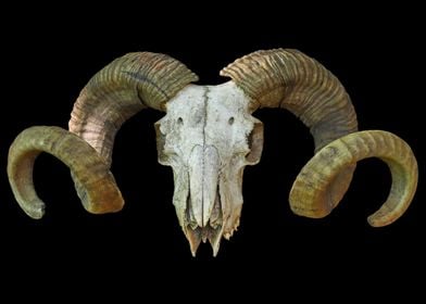 Ram Skull