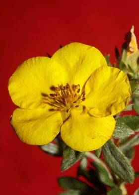 Yellow flower background