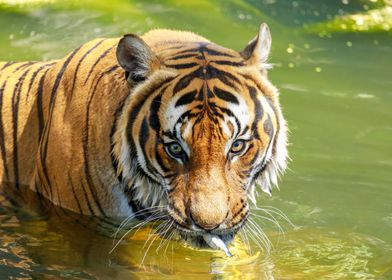 Portrait of a tiger