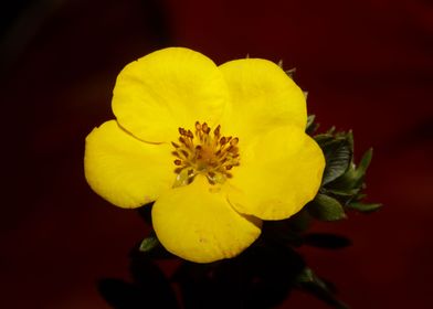 Yellow dasiphora blossoms