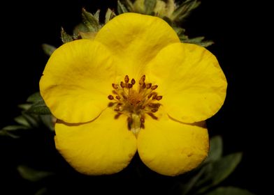 Yellow flower blossoming