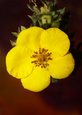 Yellow dasiphora flowering