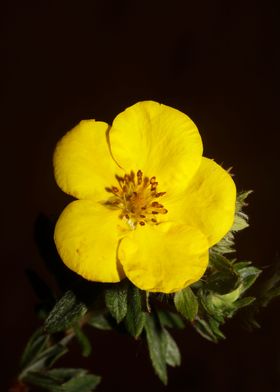 Yellow flower background